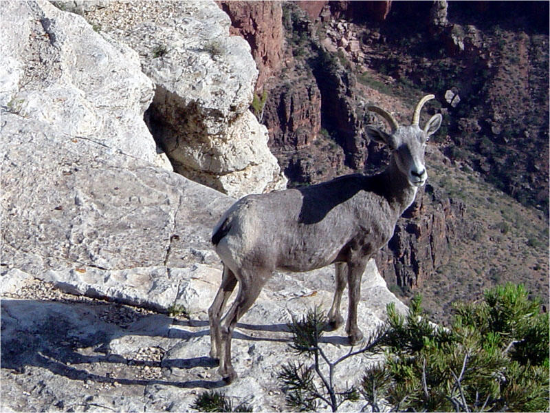 This is a photo of a bighorn sheep seen along the Canyon Rim Trail.