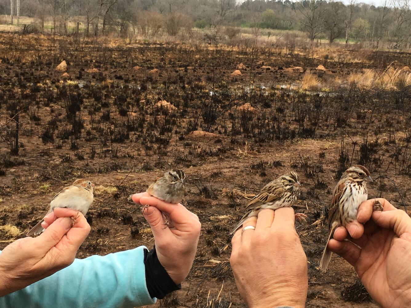 A comparison of common sparrows caught at Panola Banding Station. From left to right: Field, Swamp, Savannah, Song. 