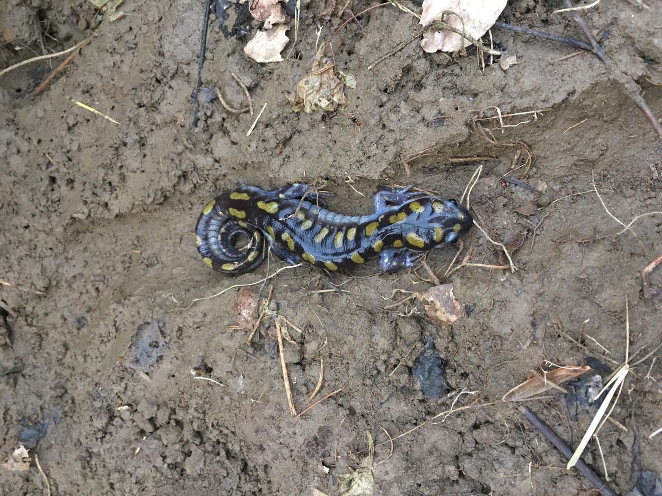 Spotted Salamander - Ambystoma maculatum