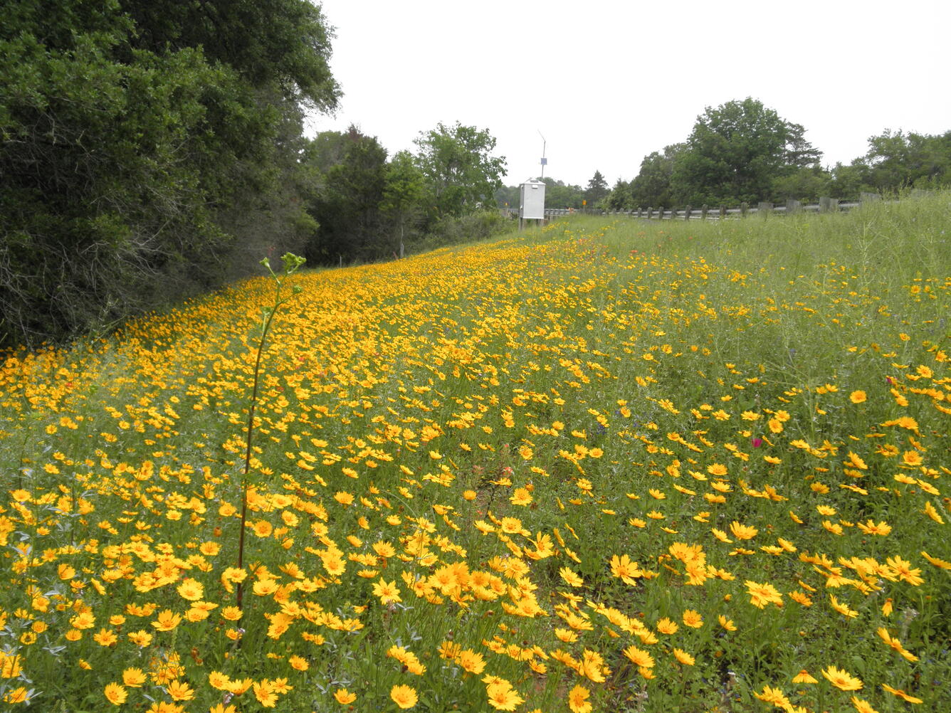 USGS Streamgage at Redgate Creek