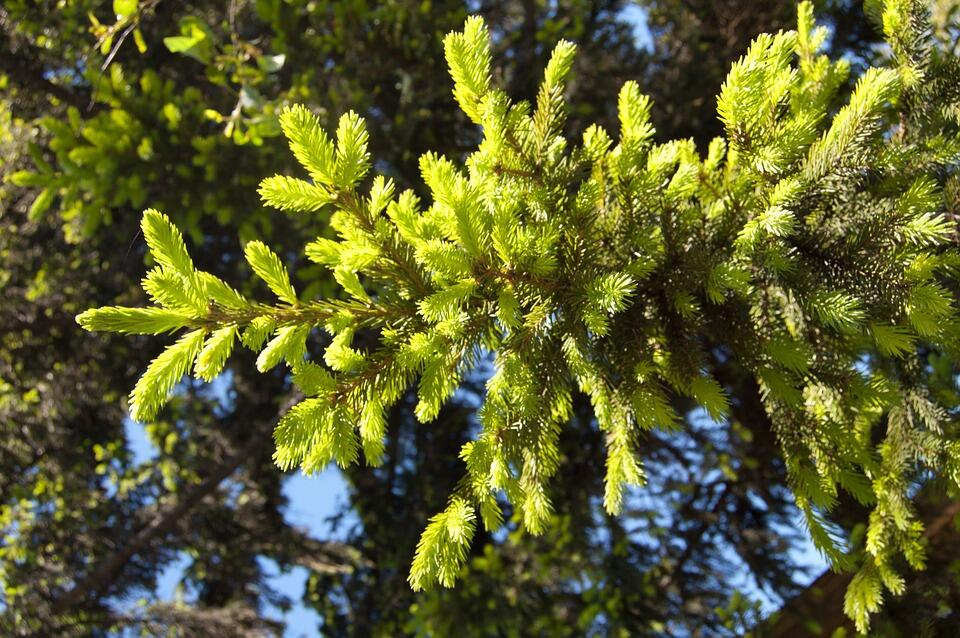 Green limb from a spruce tree