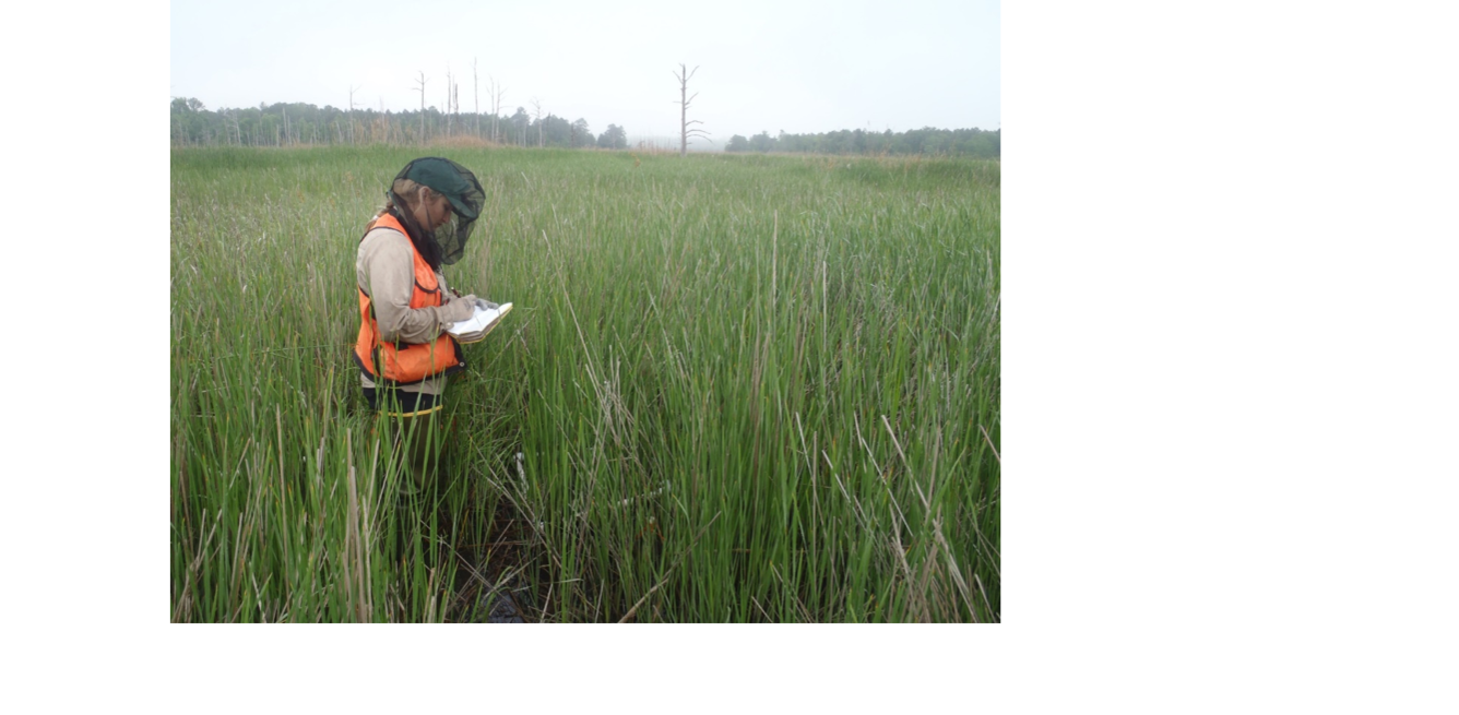 Research Ecologist Camille Stagg recording data in marsh.