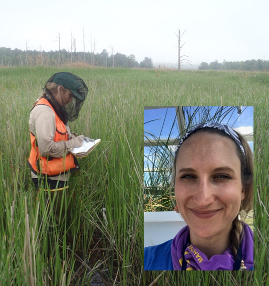 Research Ecologist Camille Stagg collecting data in coastal marsh