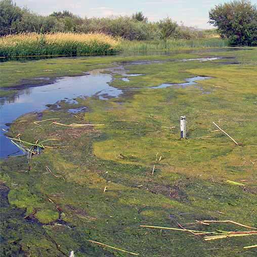 Stalker Creek, Idaho, in summer