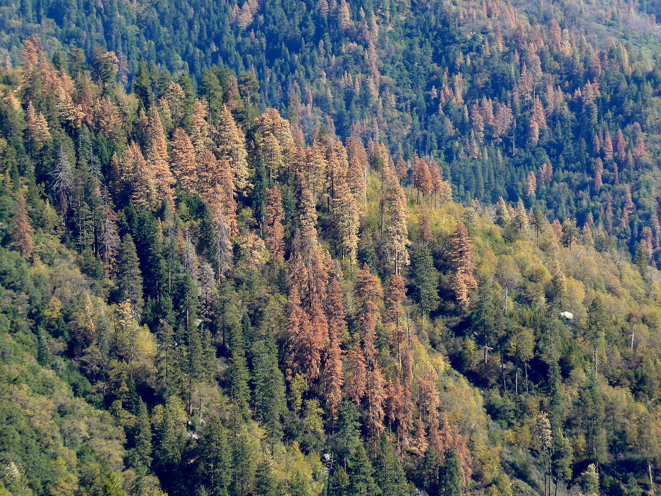 Tree mortality during California’s extreme drought