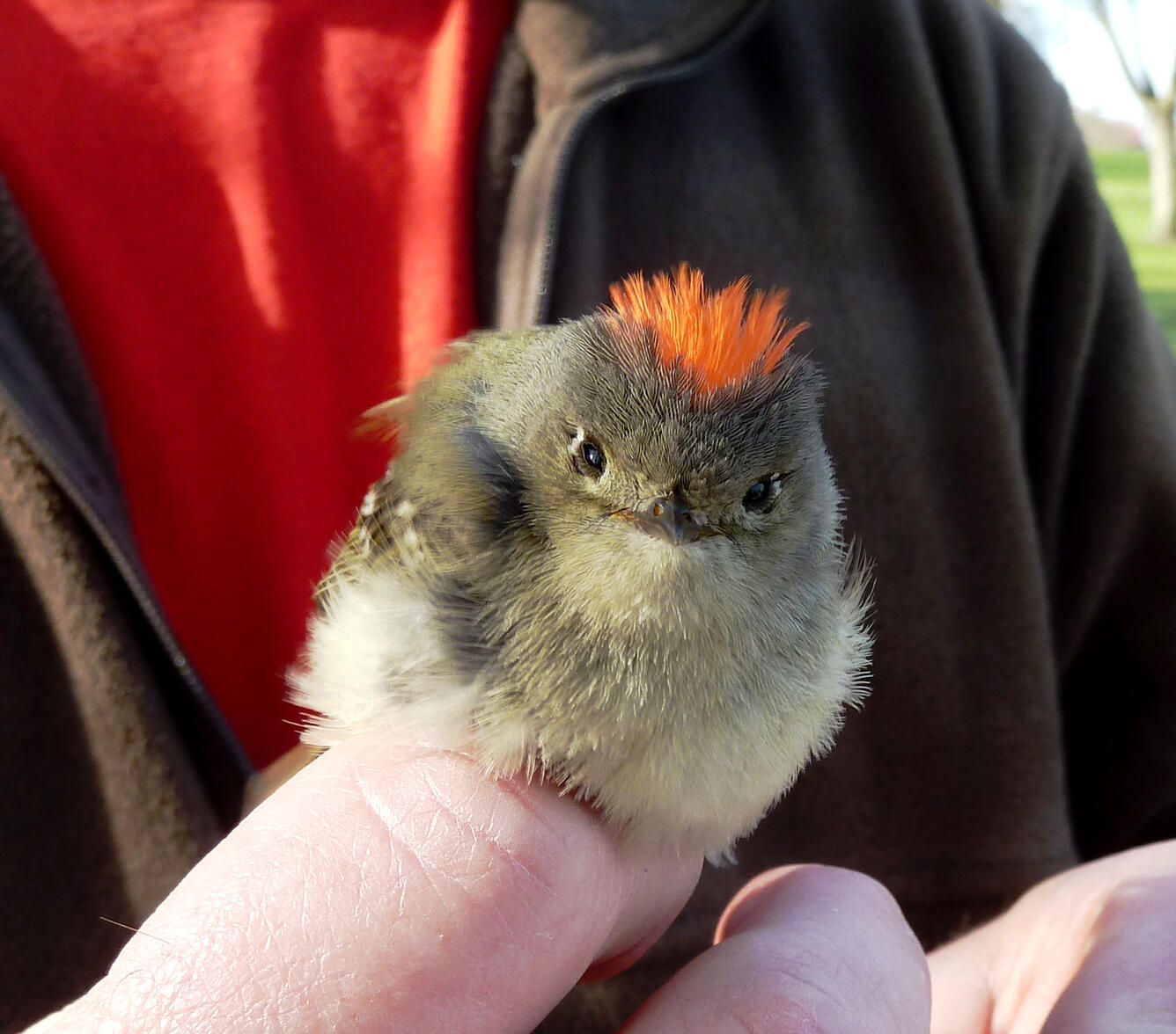 Male Ruby-crowned kinglet, Hixon Forest, La Crosse, Wisconsin