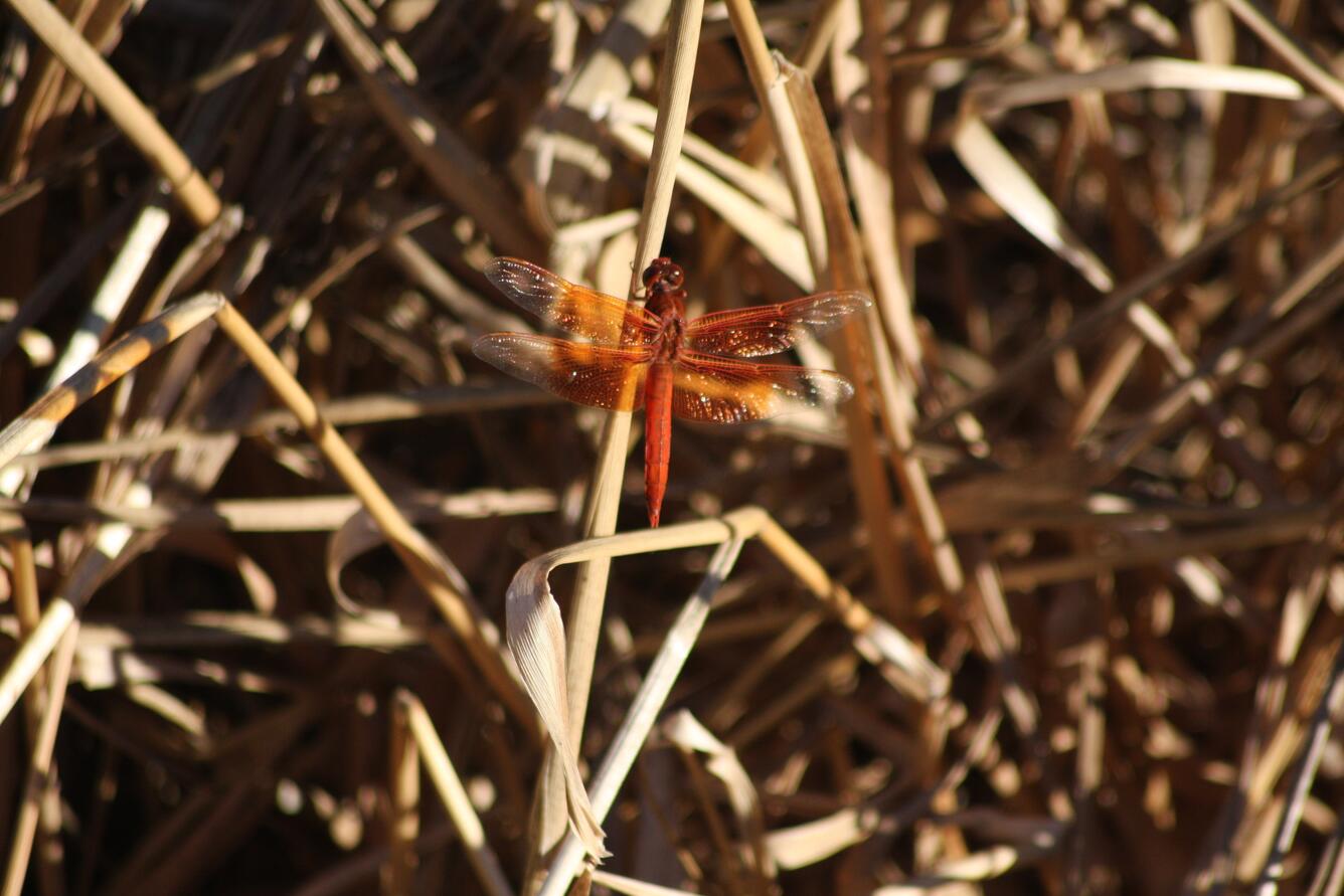 dragonfly