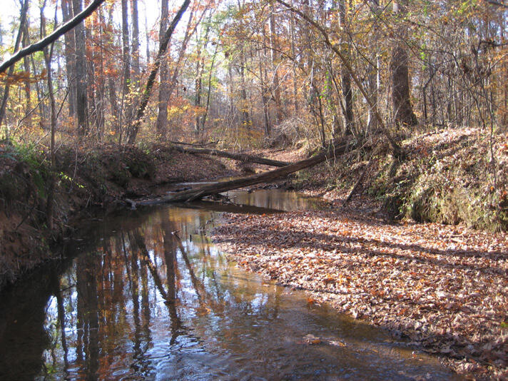 Freshwater Stream