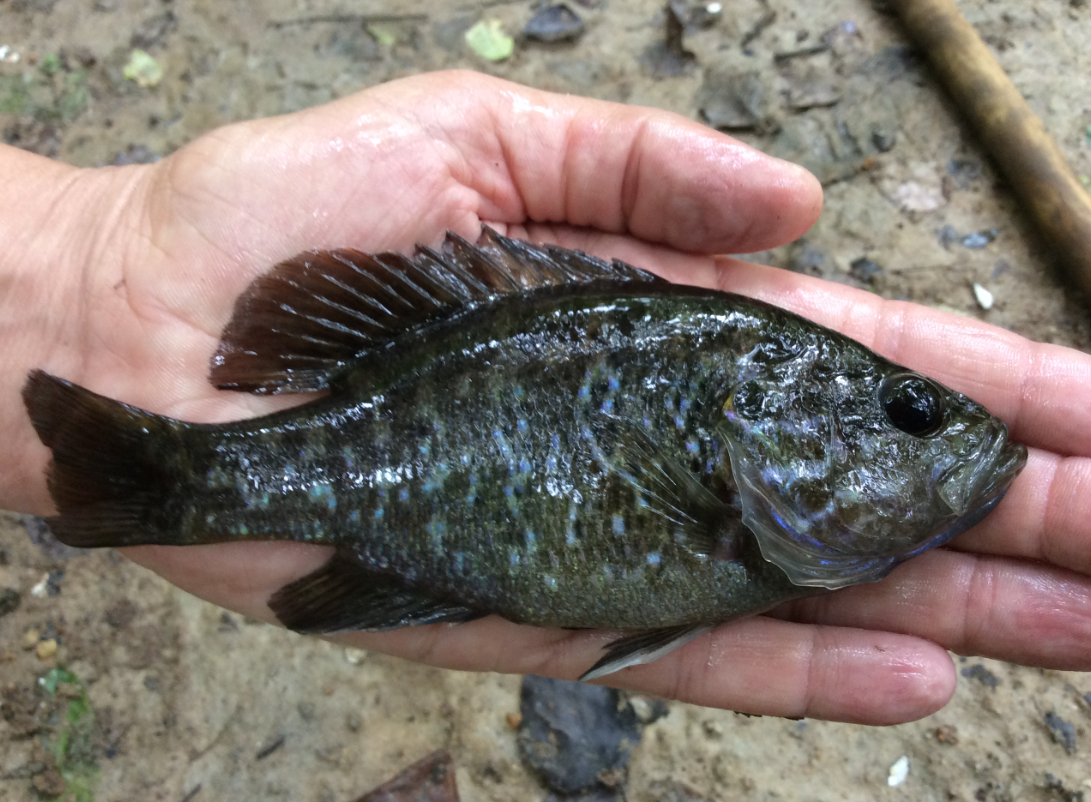 Sunfish