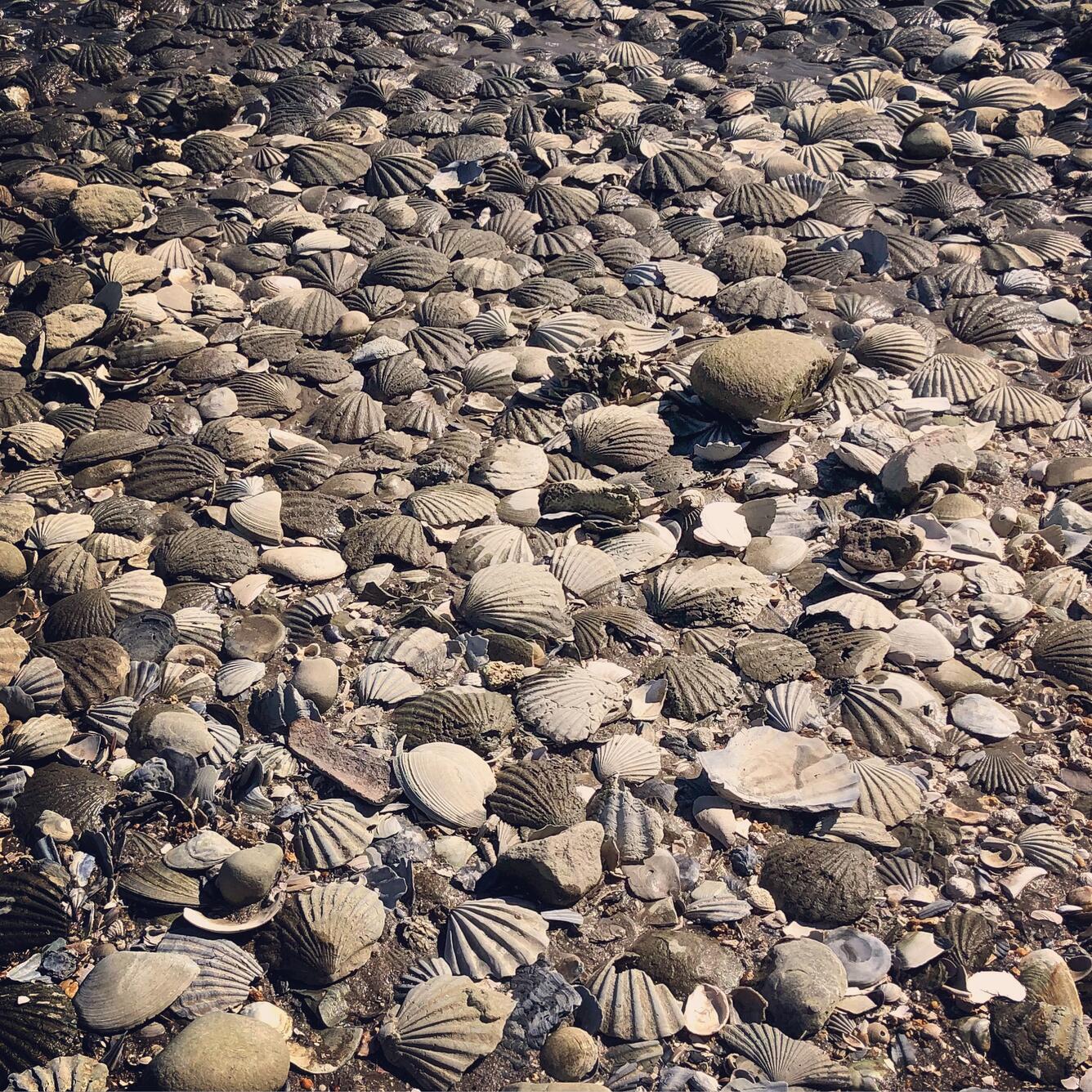 Area containing many fossilized scallop shells on the ground.