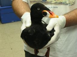 WERC Surf Scoter