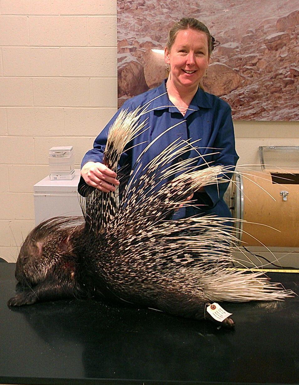 Suzy with crested porcupine