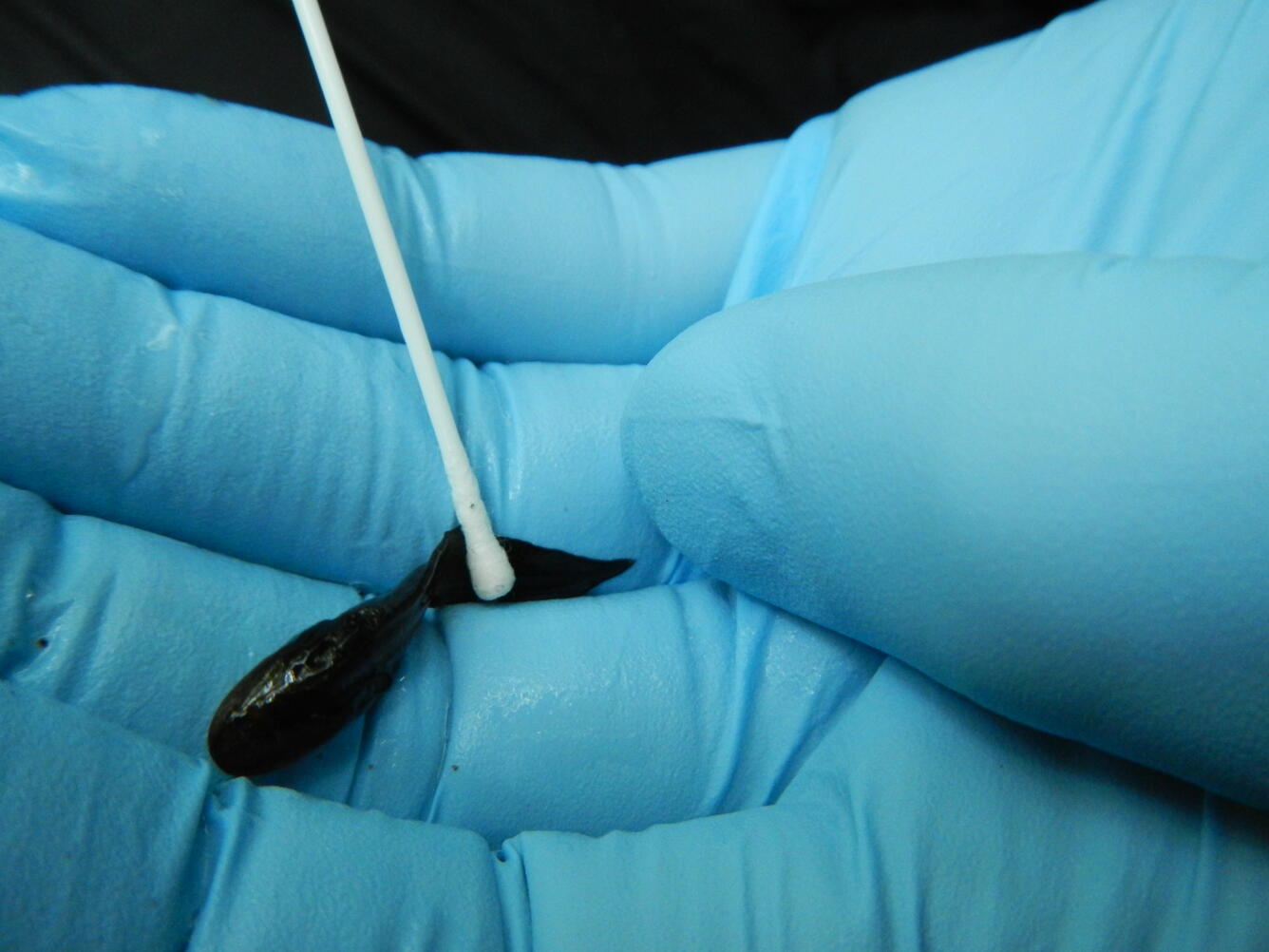 Swabbing an individual for disease sampling