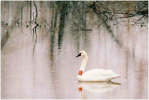 Trumpeter swan in Oklahoma later diagnosed with zinc poisoning