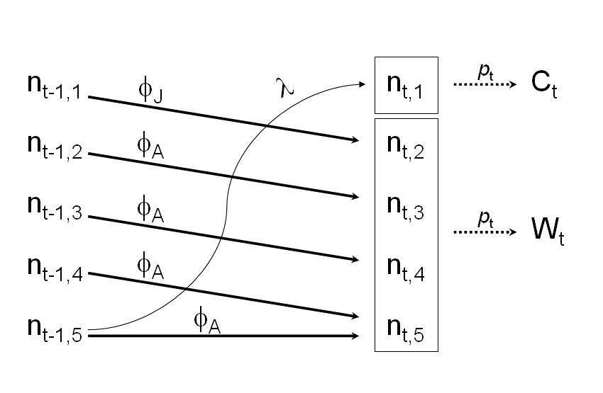 Trumpeter Swan model