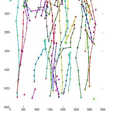 Swimming paths of 1-day old Silver carp