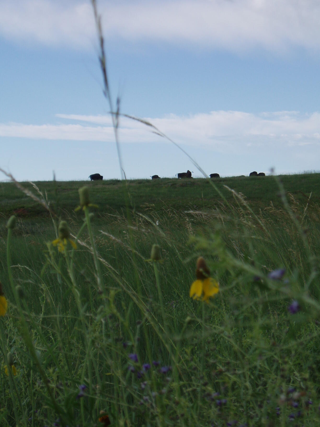 Photo of bison and native prairie.
