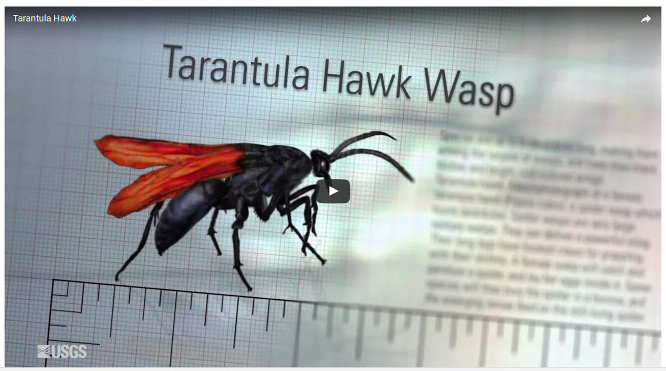 Tarantula hawk wasp.  Art by Roger Hall.