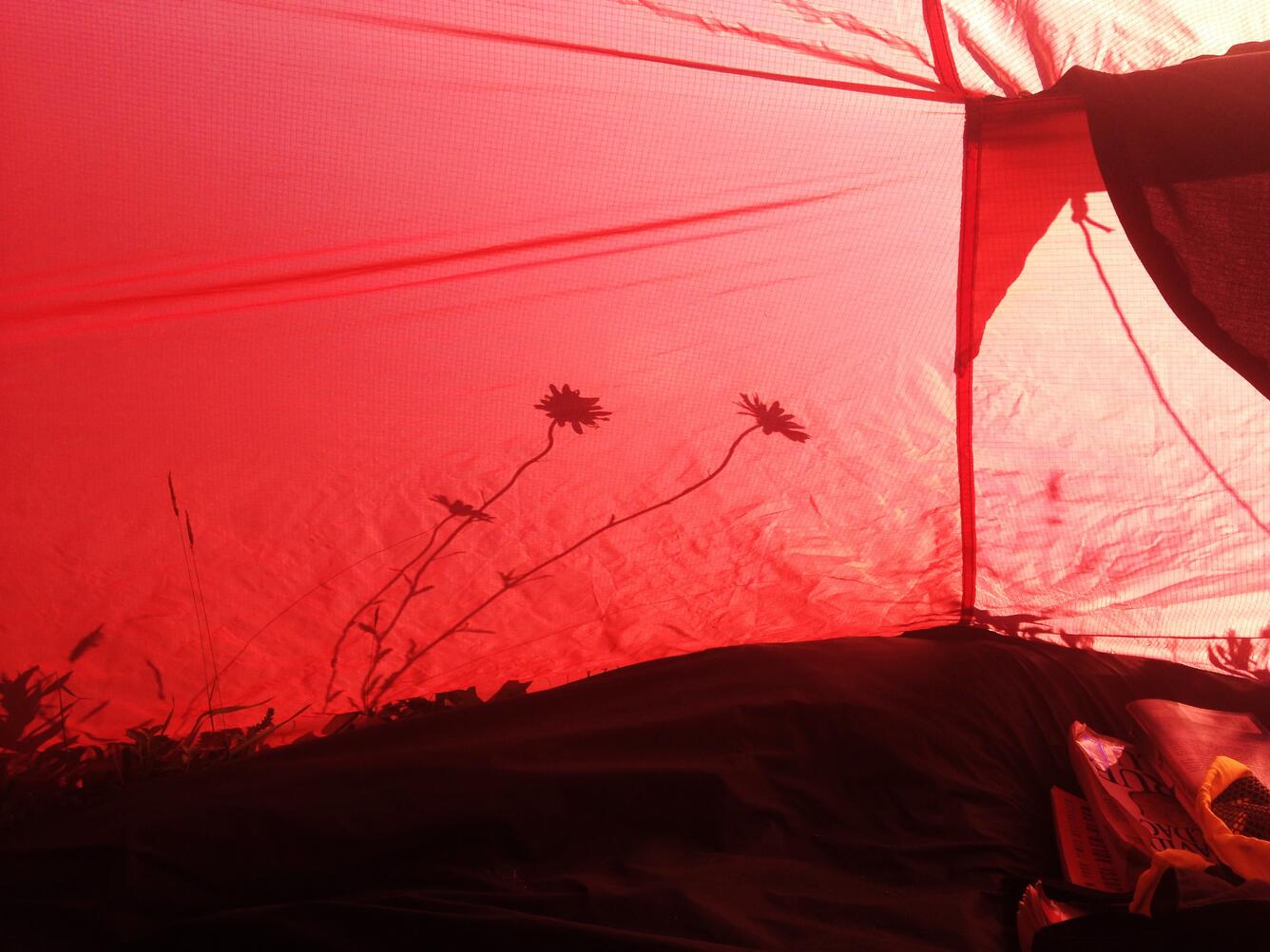 Shadow of-eye daisies on the tent wall, Simeonof Island, Alaska