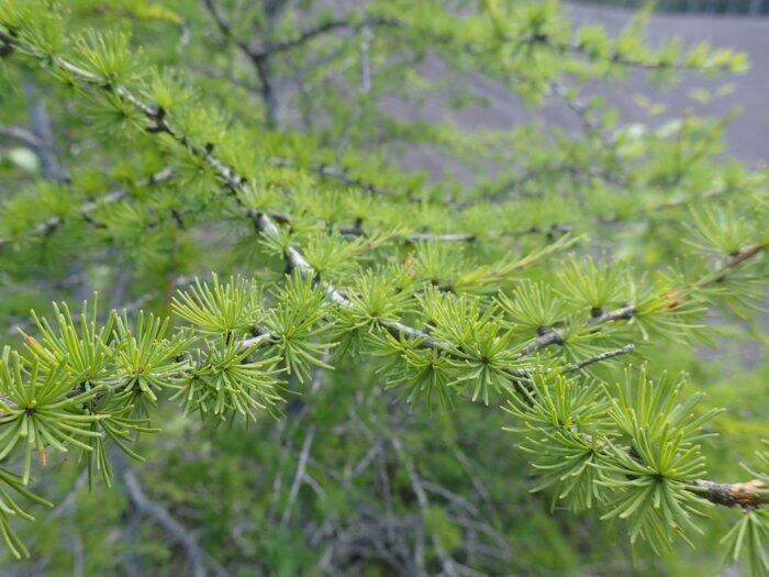Tamarack Tree Branch