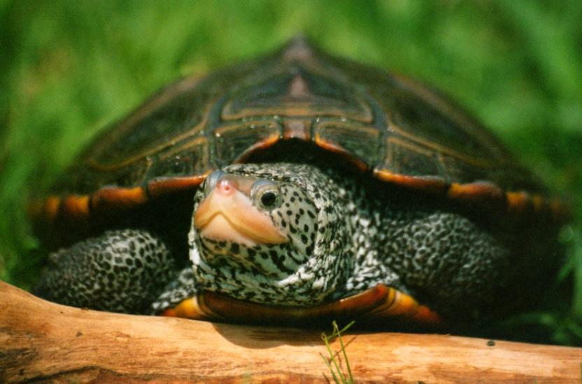 Diamondback Terrapin 