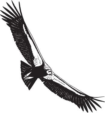 The Condor logo