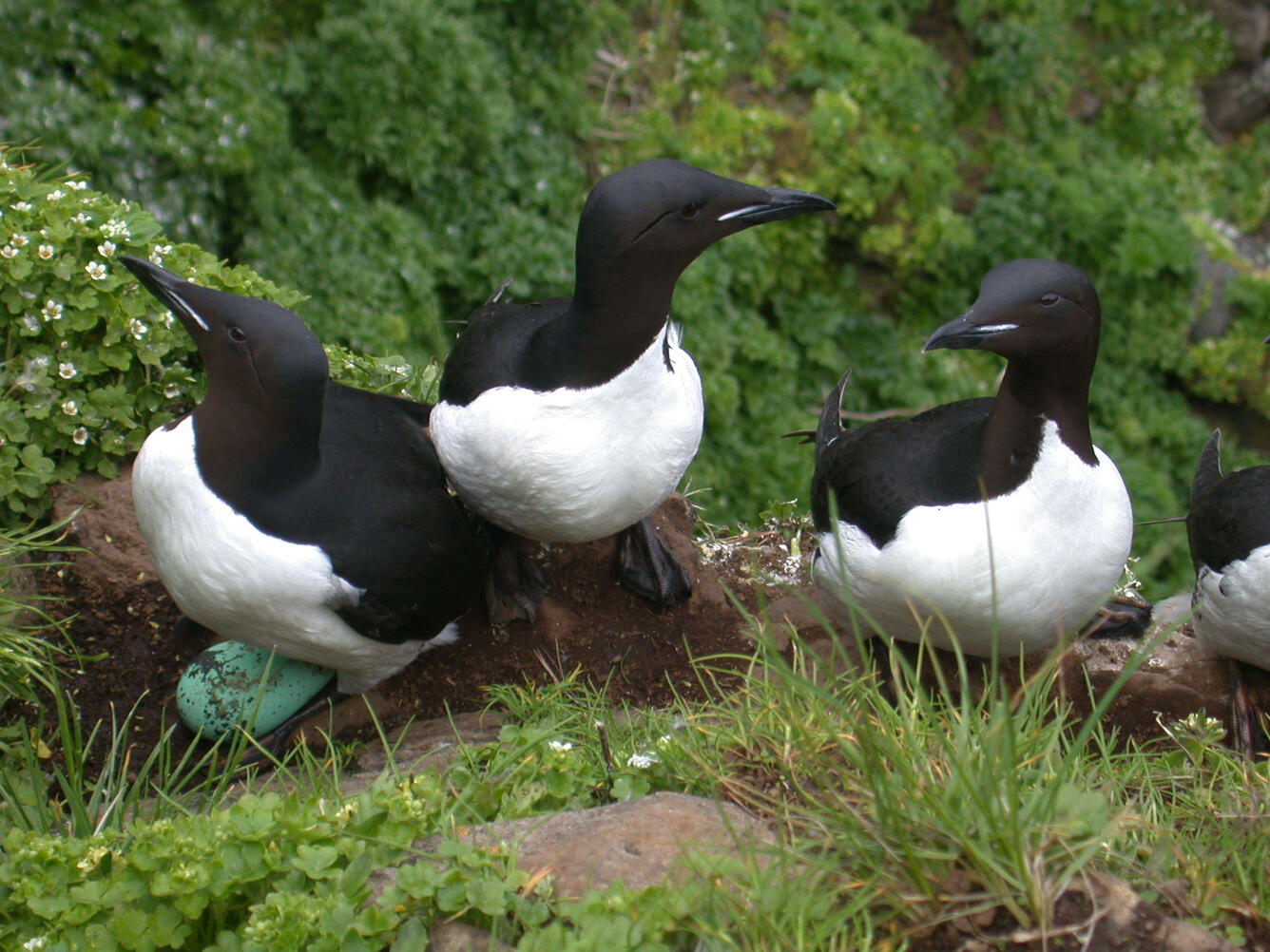 Thick-billed Murres on the Pribilof Islands