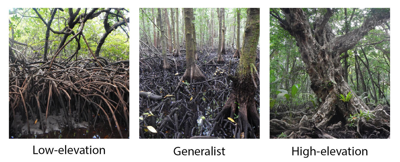 Three-panel image showing low-elevation, generalist, and high-elevation mangrove forests.