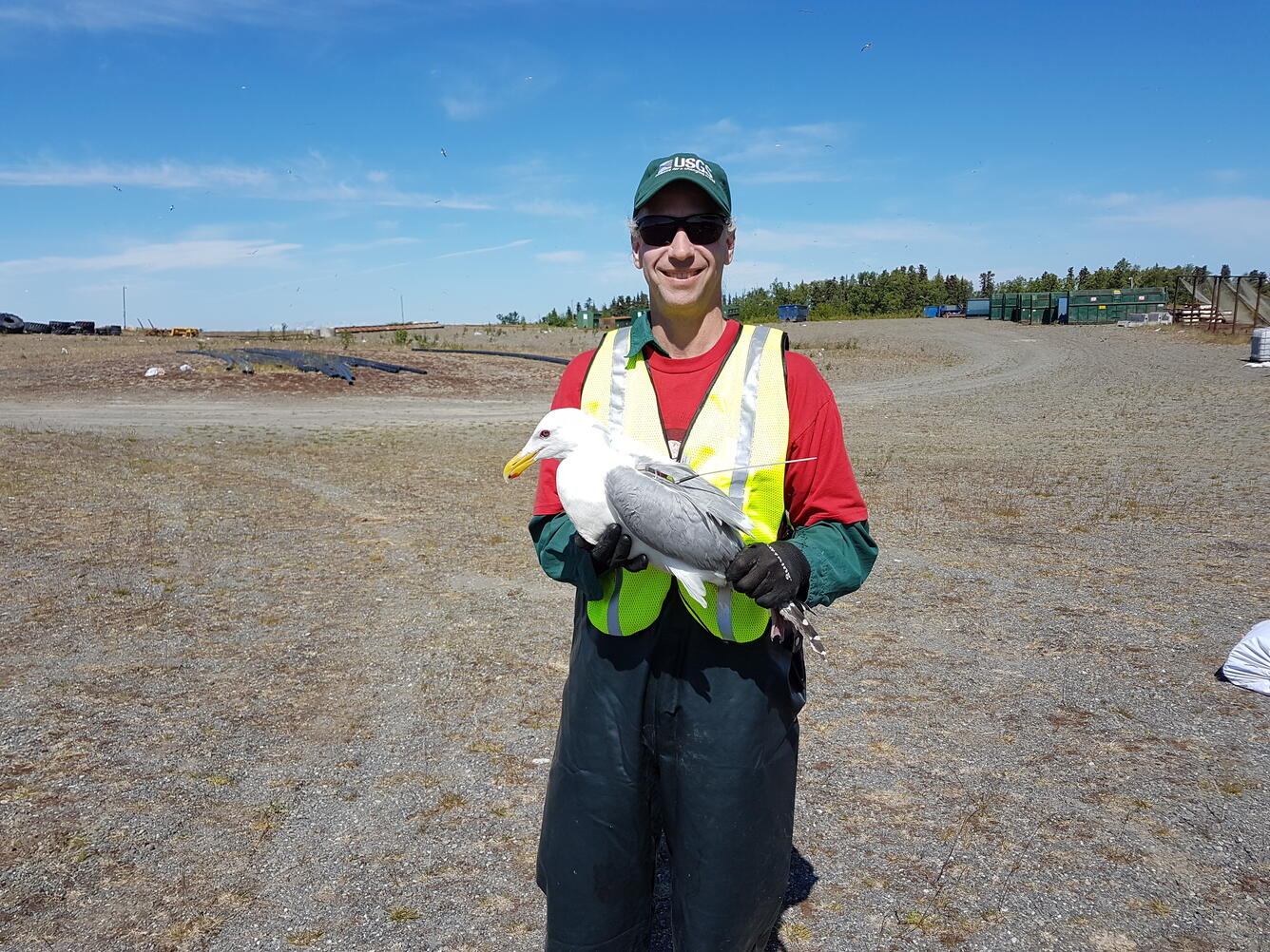 John Reed (USGS scientist) holding a gull marked with a satellite transmitter at the Soldotna landfill in June 2016