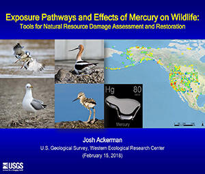 Title slide Exposure Pathways and Effects of Mercury
