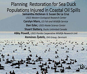 Title slide for Planning restoration for sea ducks