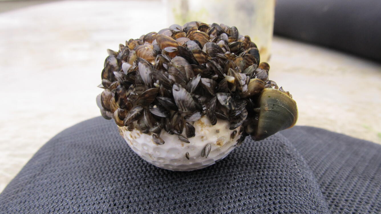 Titleist golf ball covered in zebra mussels