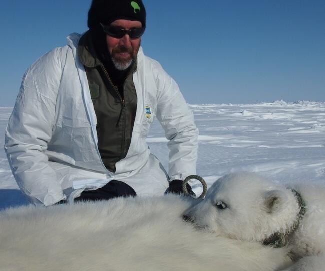 Todd Atwood looking at anesthetized mother and cub polar bears