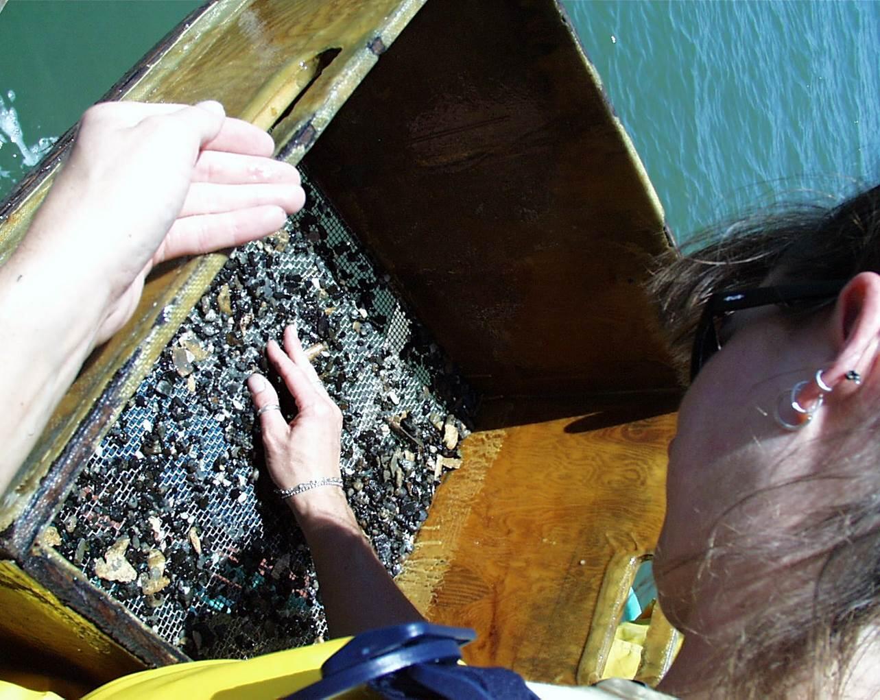 Closeup of a USGS scientist sorting clams.
