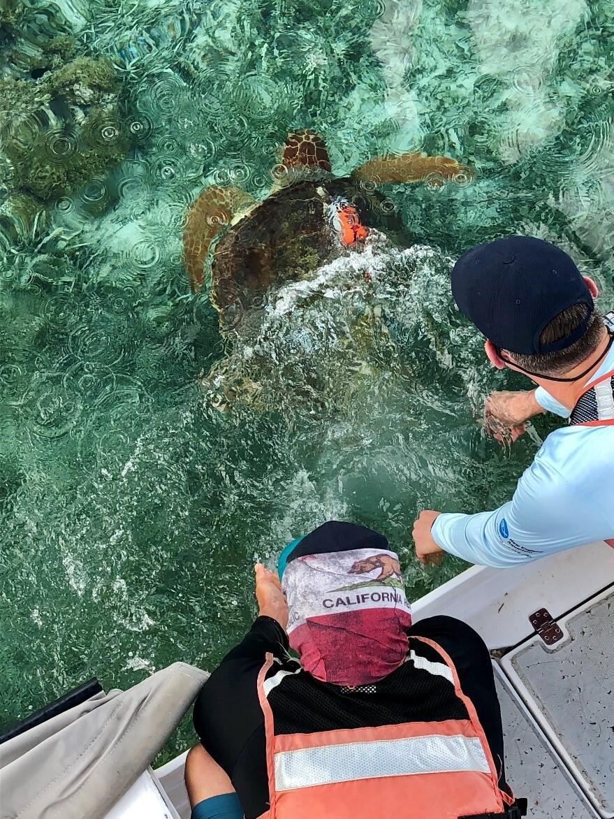 Photo from above looking down on two people leaning over the edge of a boat in shallow water with a turtle in the water.