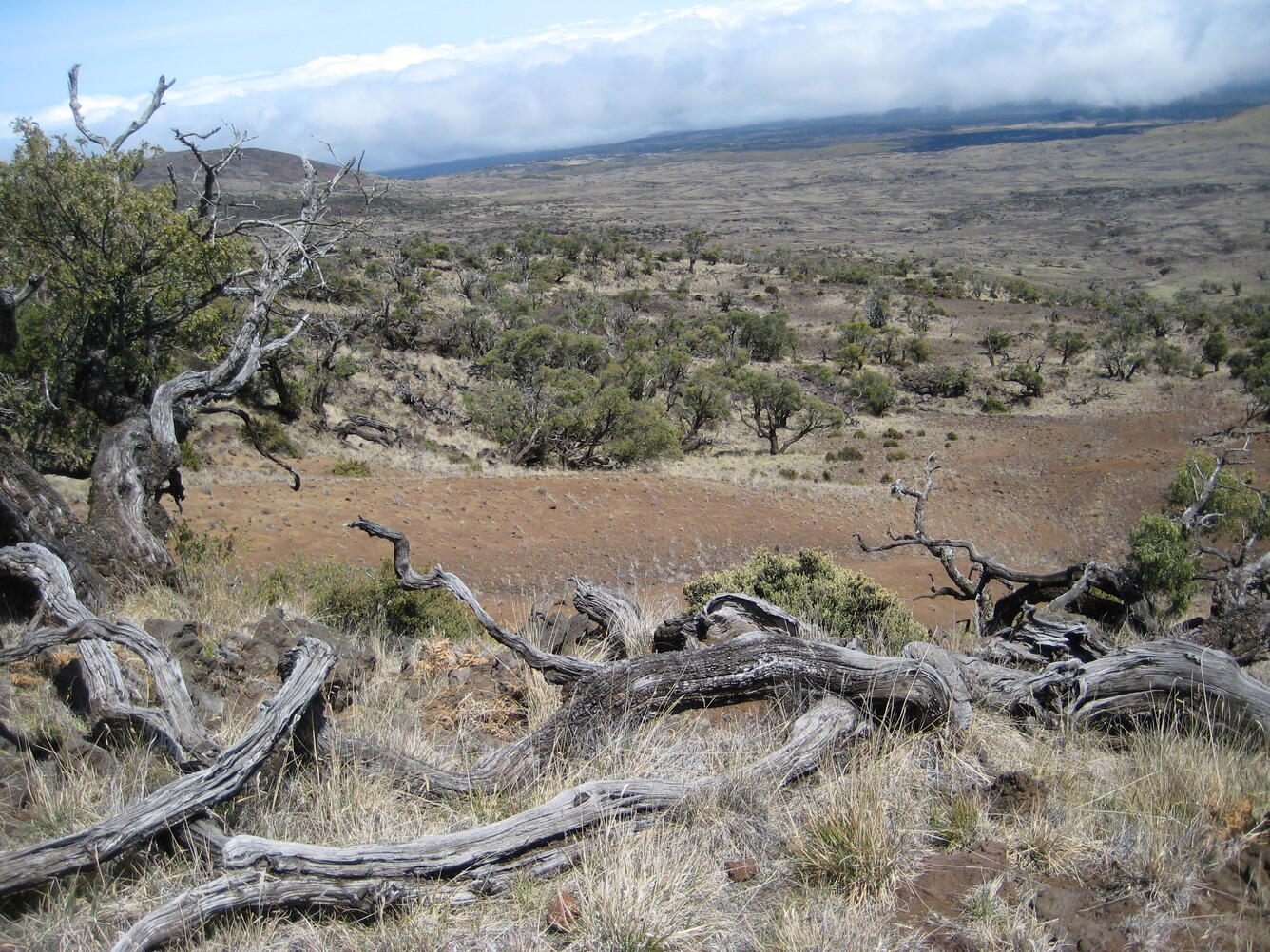 Mauna Kea landscape