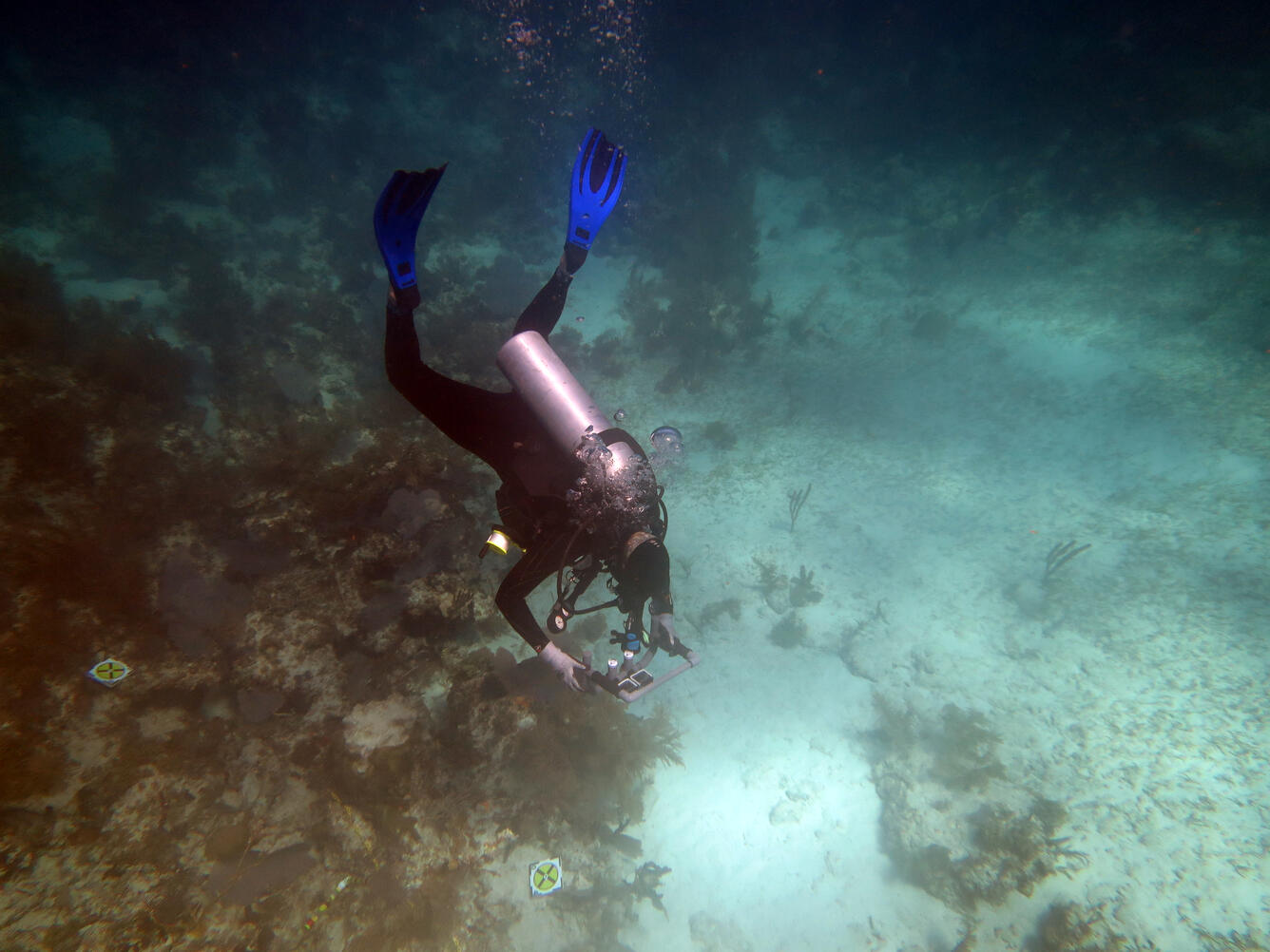 Photo taken as SPMSC scientist Lauren Toth conducts a photographic survey of Porter Patch reef off Key Largo