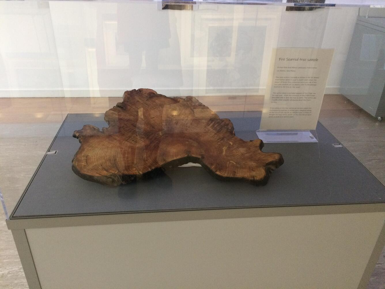 Sample fire-scar tree cutting, on display at the University of Stirling in Scotland.