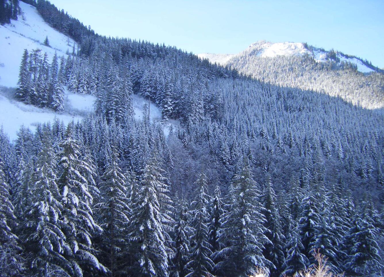 Snow Covered Trees in the Northwest