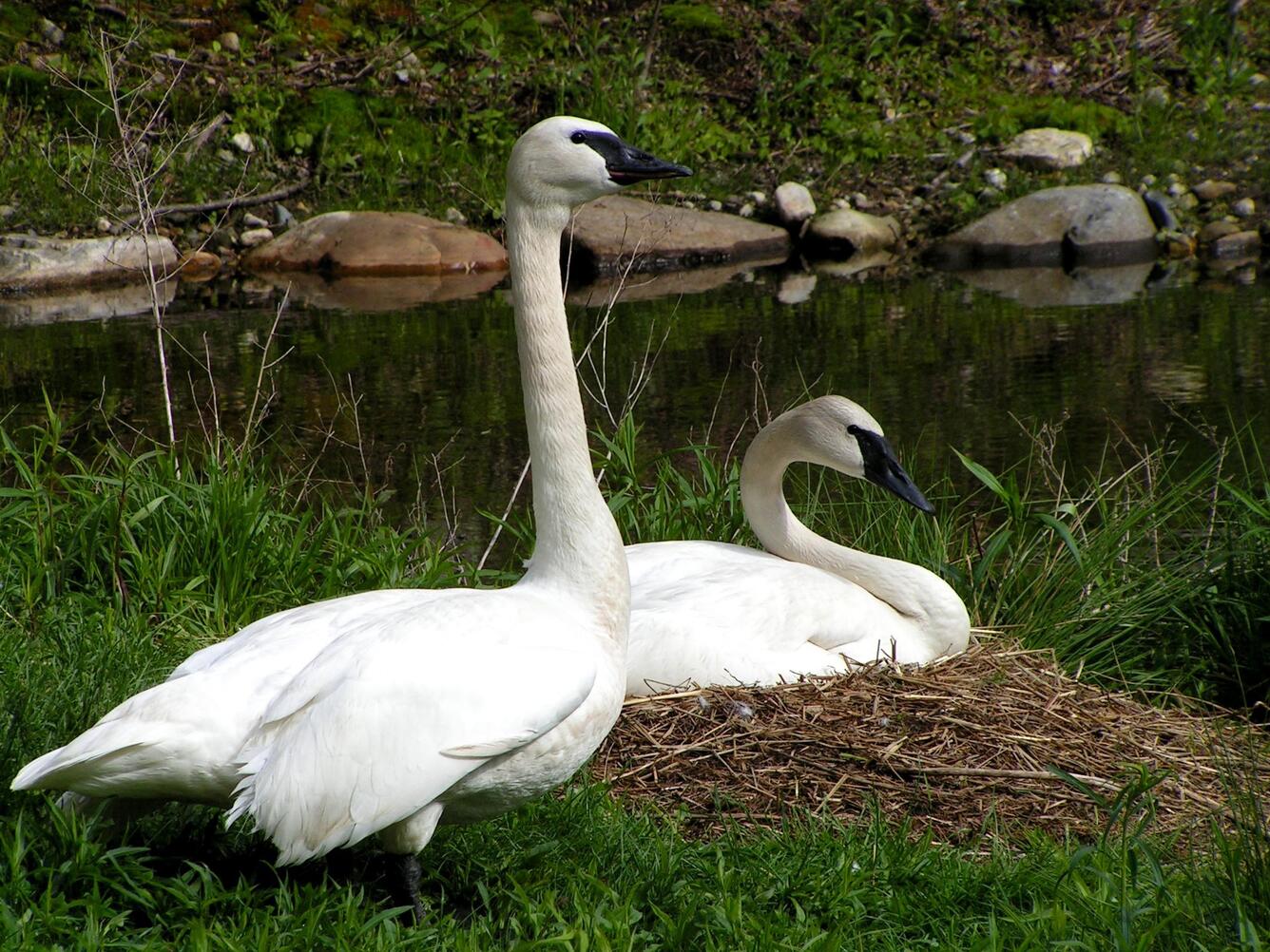 Trumpeter swans, Cygnus buccinators