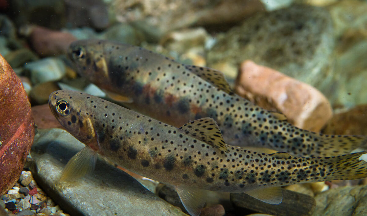 Westslope cutthroat trout