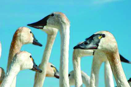 A group of Tundra Swans