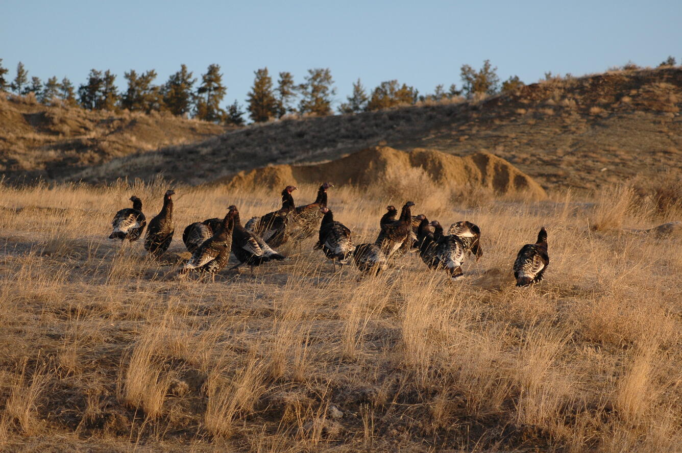 Wild turkey flock in Montana
