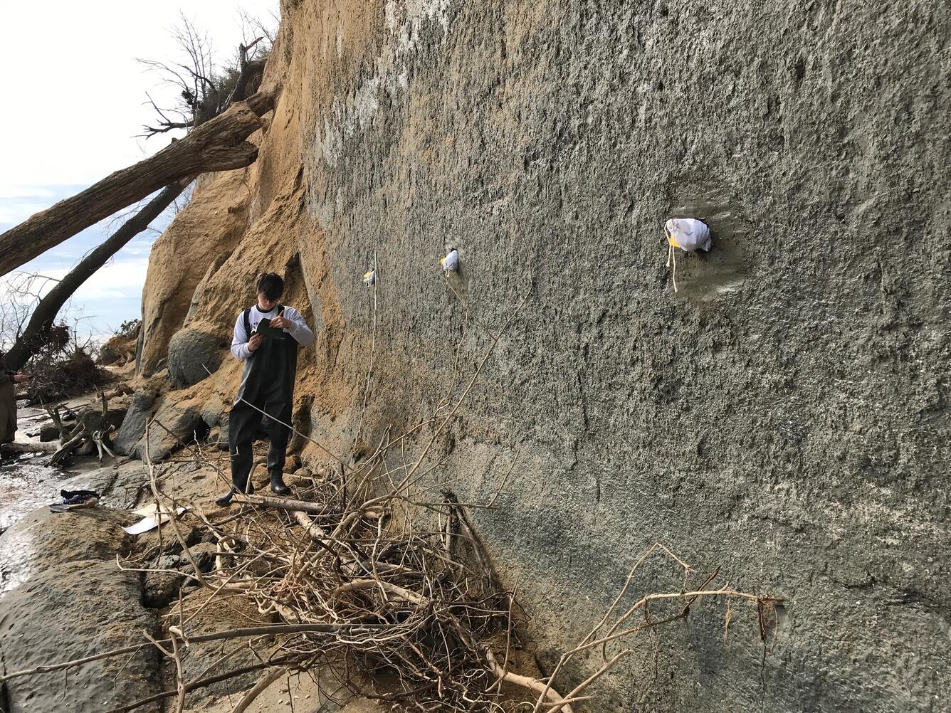 Calvert Formation near Plum Point, MD