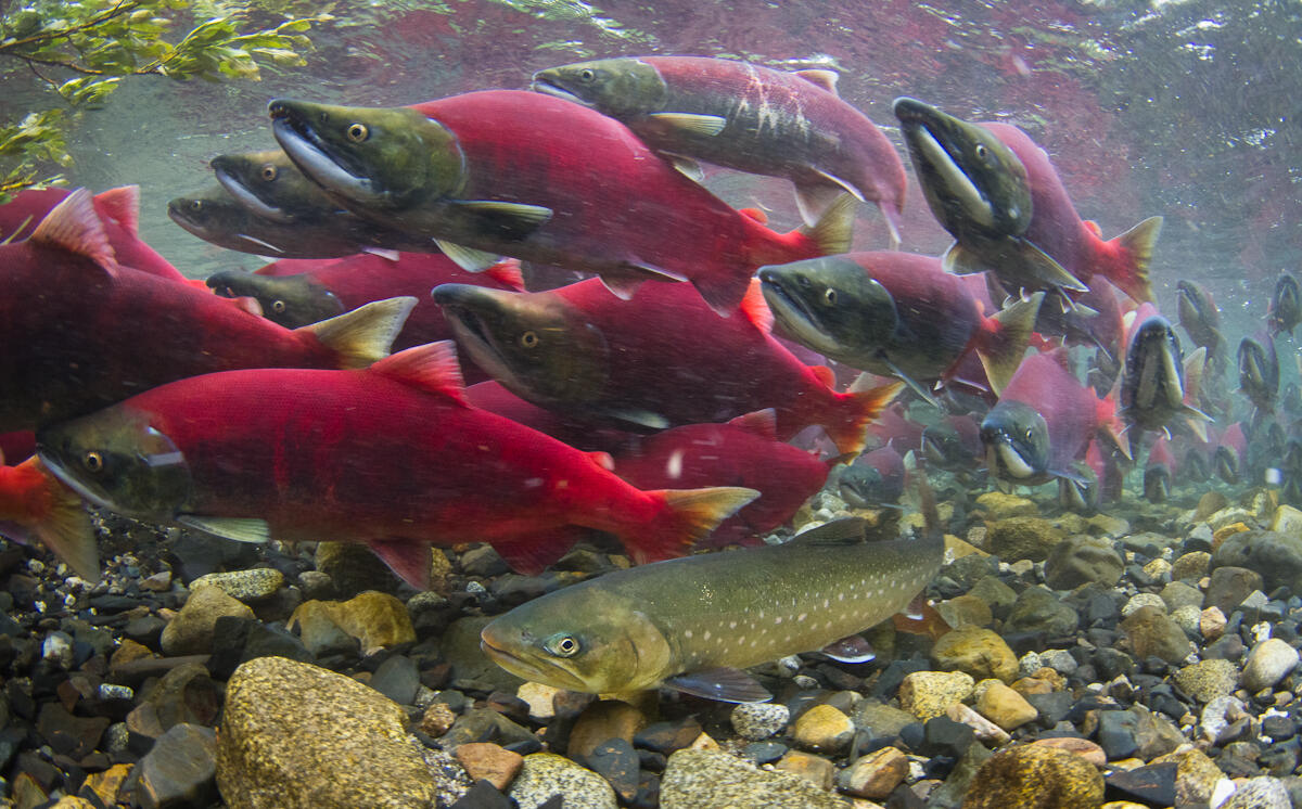 An underwater scene of a large group of salmon, with green faces and pink bodies, swimming in a crystal clear stream.