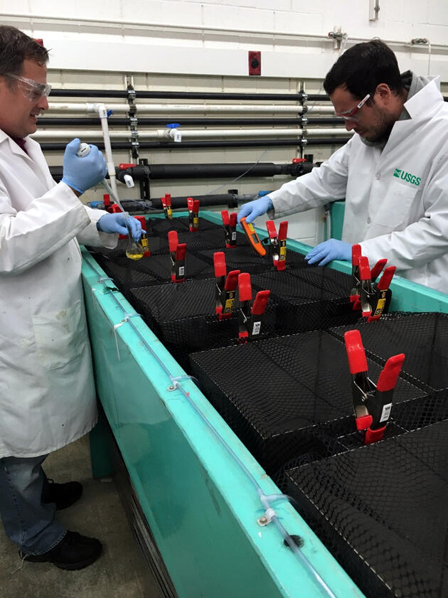 USGS scientists performing tox trials on native and non-native species of fish.