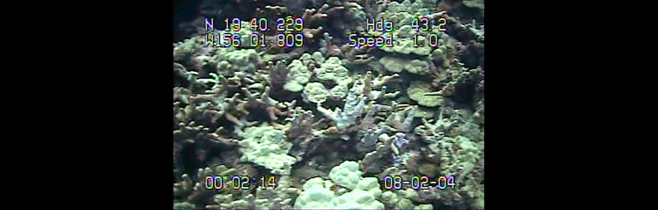Underwater video camera snapshot of a coral reef, with time and location stamps.