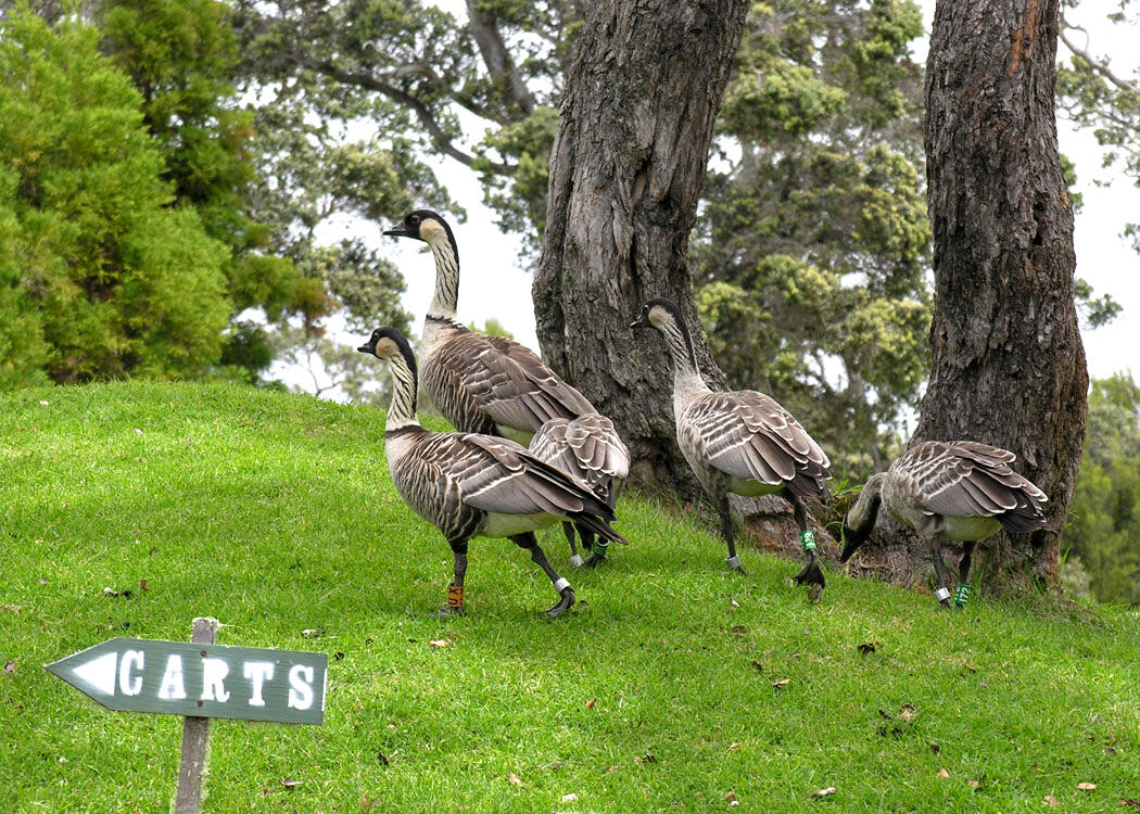 Nene on a grassy field