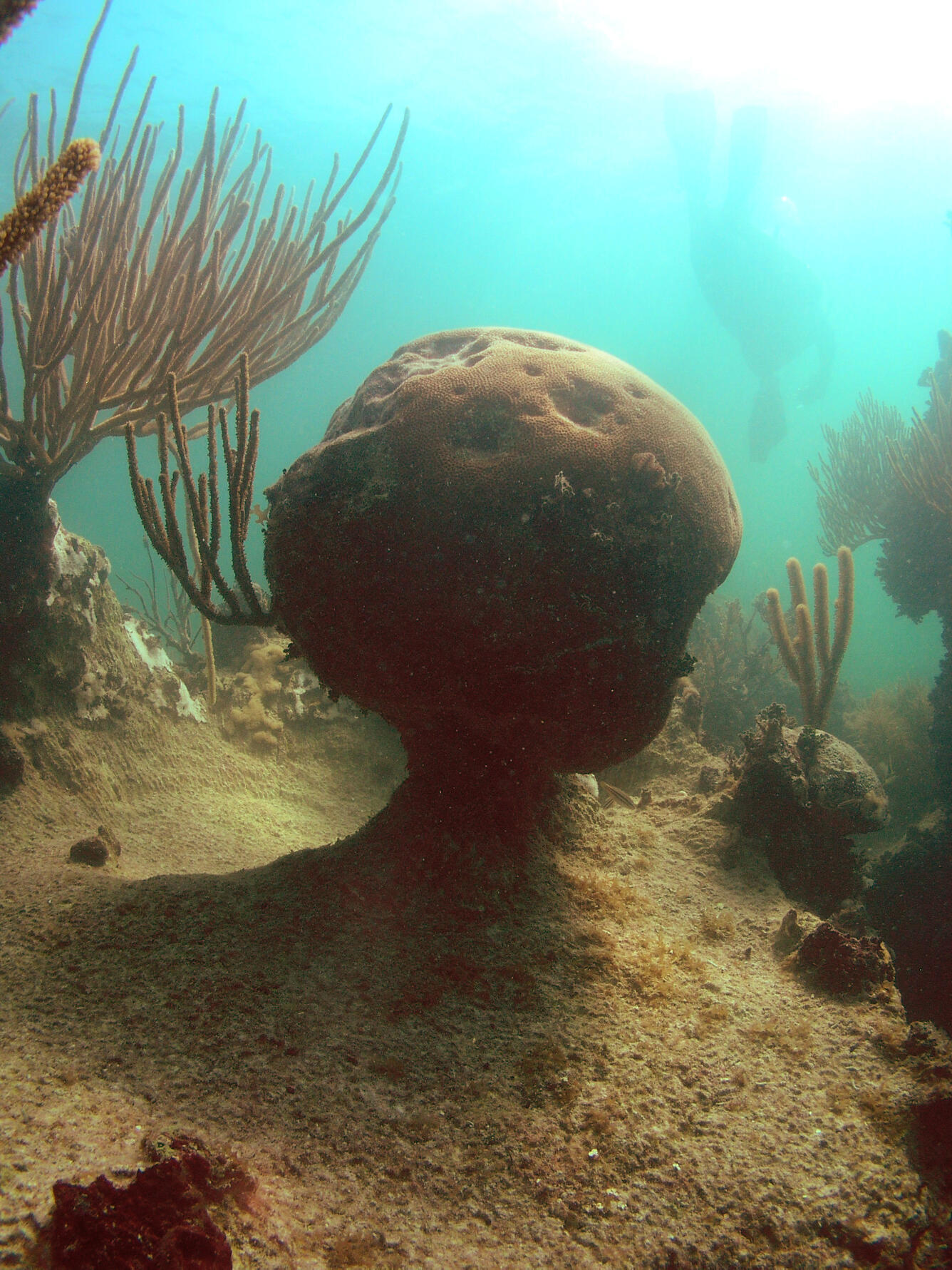 Photo of undercut coral in Florida Keys National Marine Sanctuary