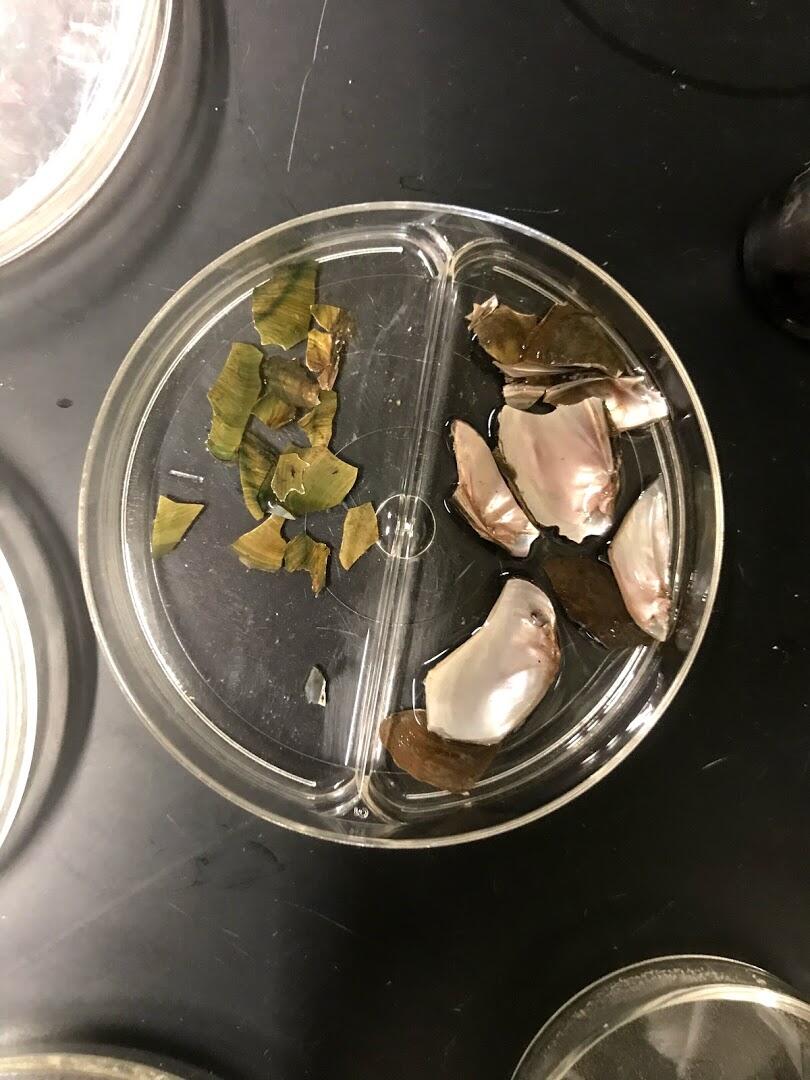 Unionid shell fragments consumed by wild-caught black carp